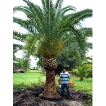 Specimen Palms - Canary Island Date Palms 8' CT